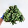 Guía de Cultivo - Cannabis