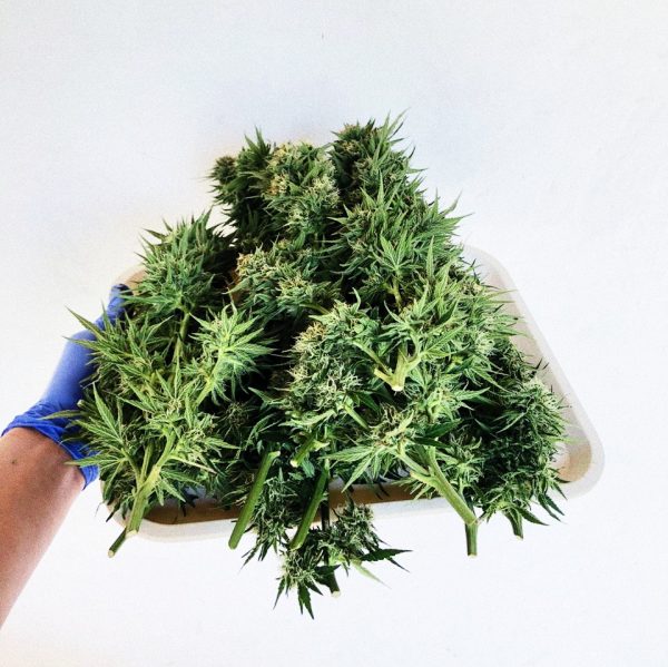 Guía de Cultivo - Cannabis