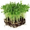 SUSTRATO MICROGREENS