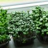 Sustrato Microgreens 1L