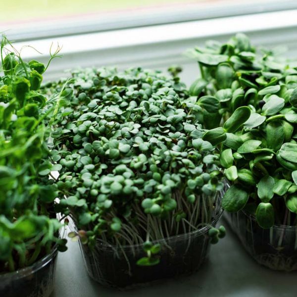 Sustrato Microgreens 1L