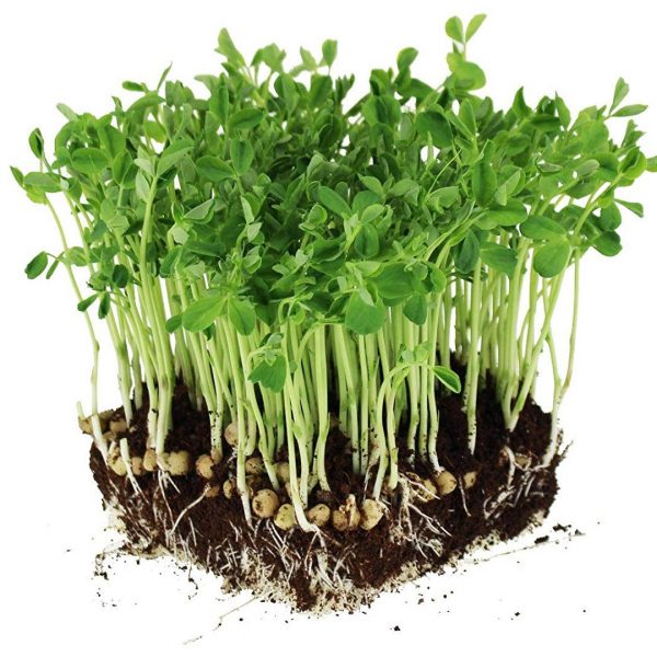 SUSTRATO MICROGREENS