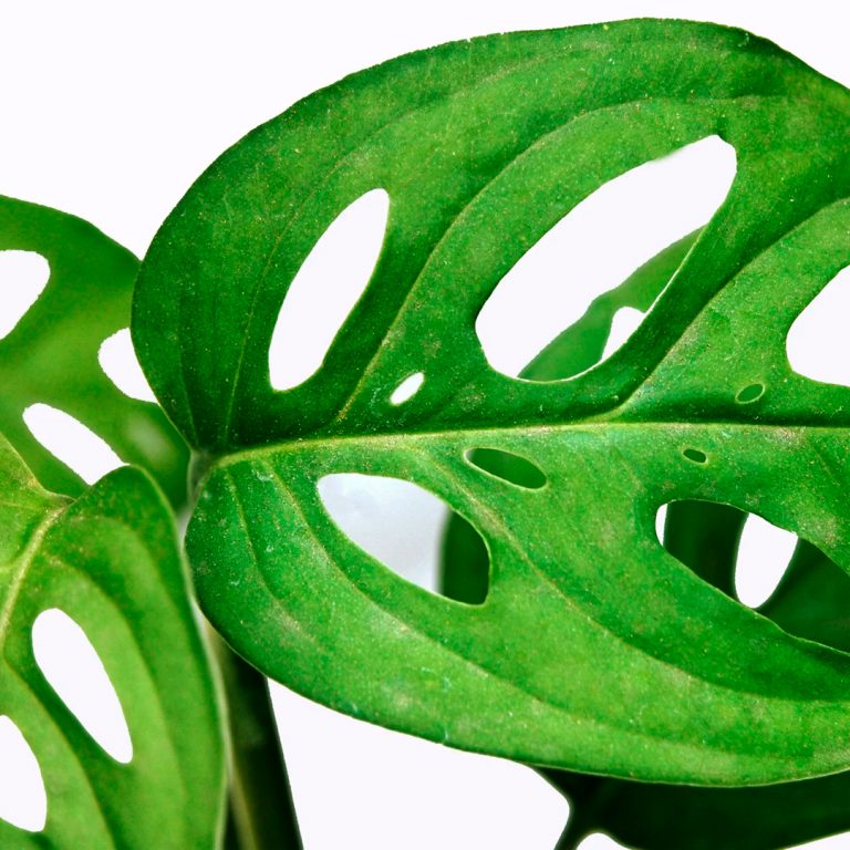 HOJA-PLANTA