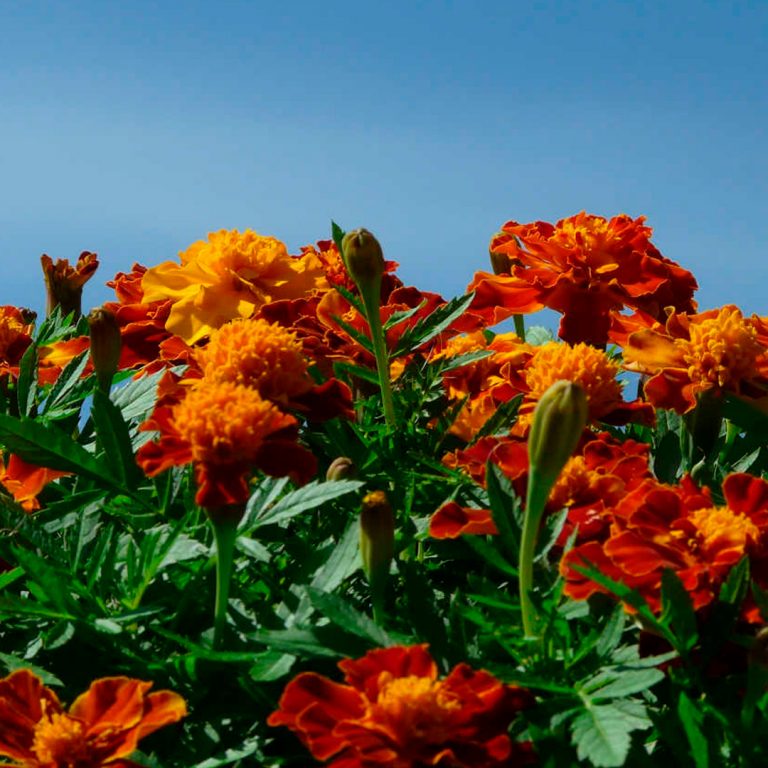 PLANTAS_REPELENTE_2