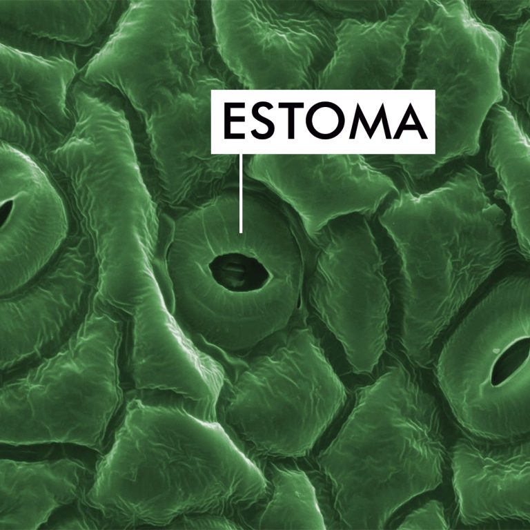 ESTOMA