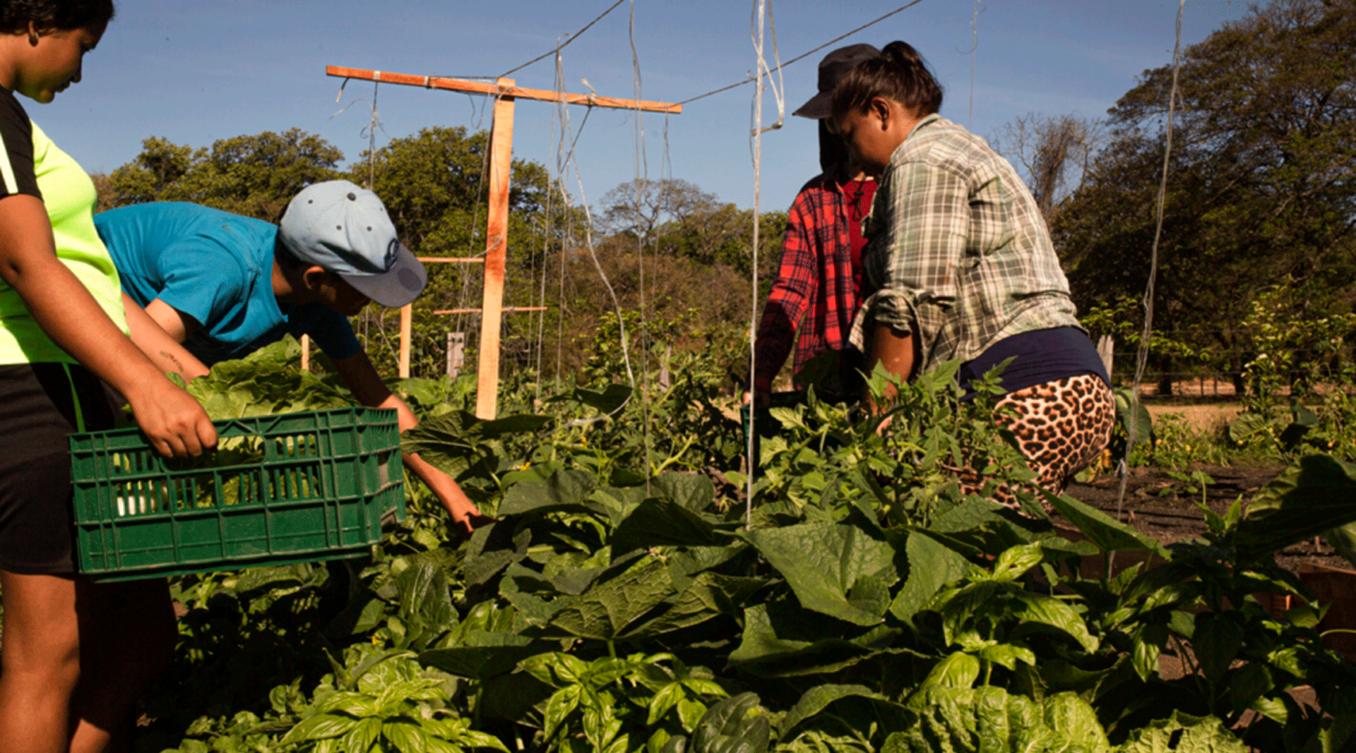 Agricultura regenerativa