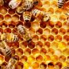 PANAL-ABEJAS