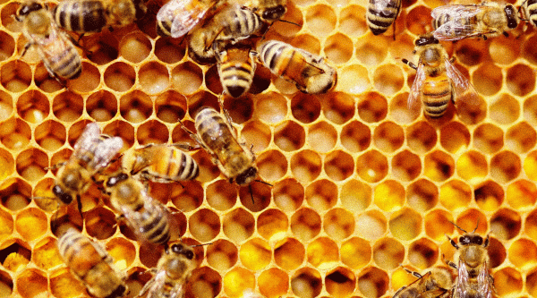 PANAL-ABEJAS